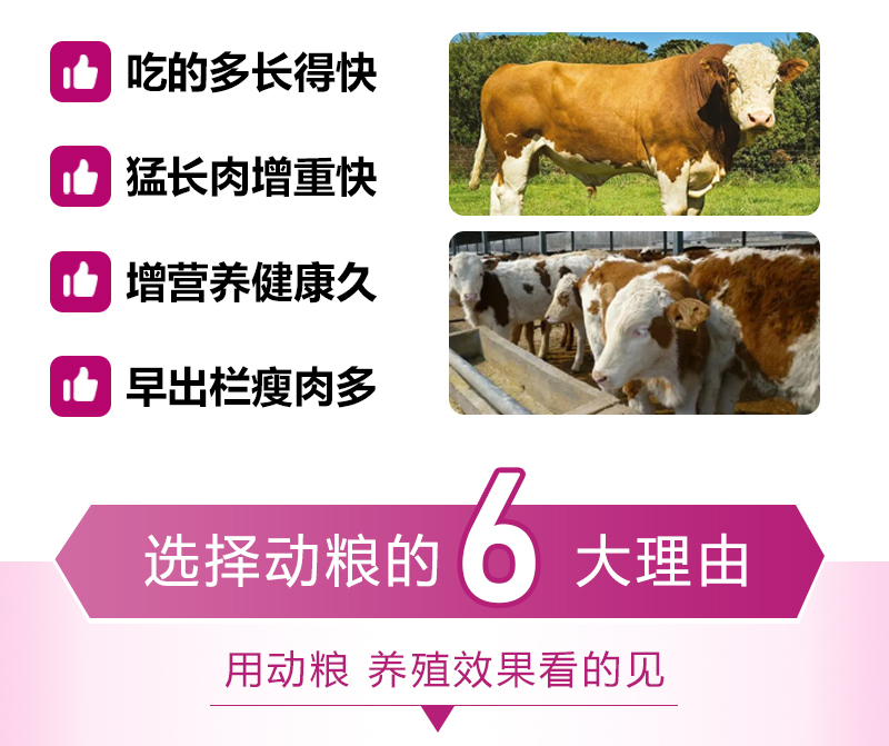 4%育肥牛_02.jpg
