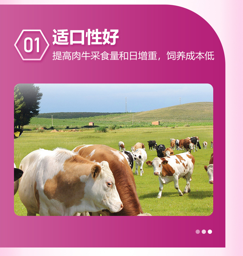 4%育肥牛_03.jpg