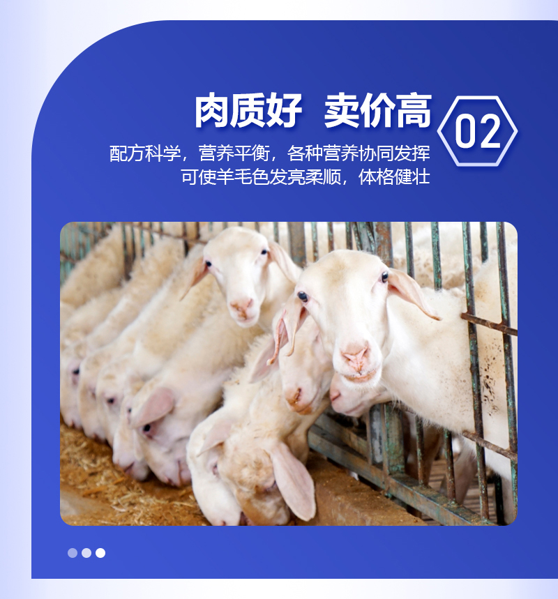 4%育肥羊详情_04.jpg