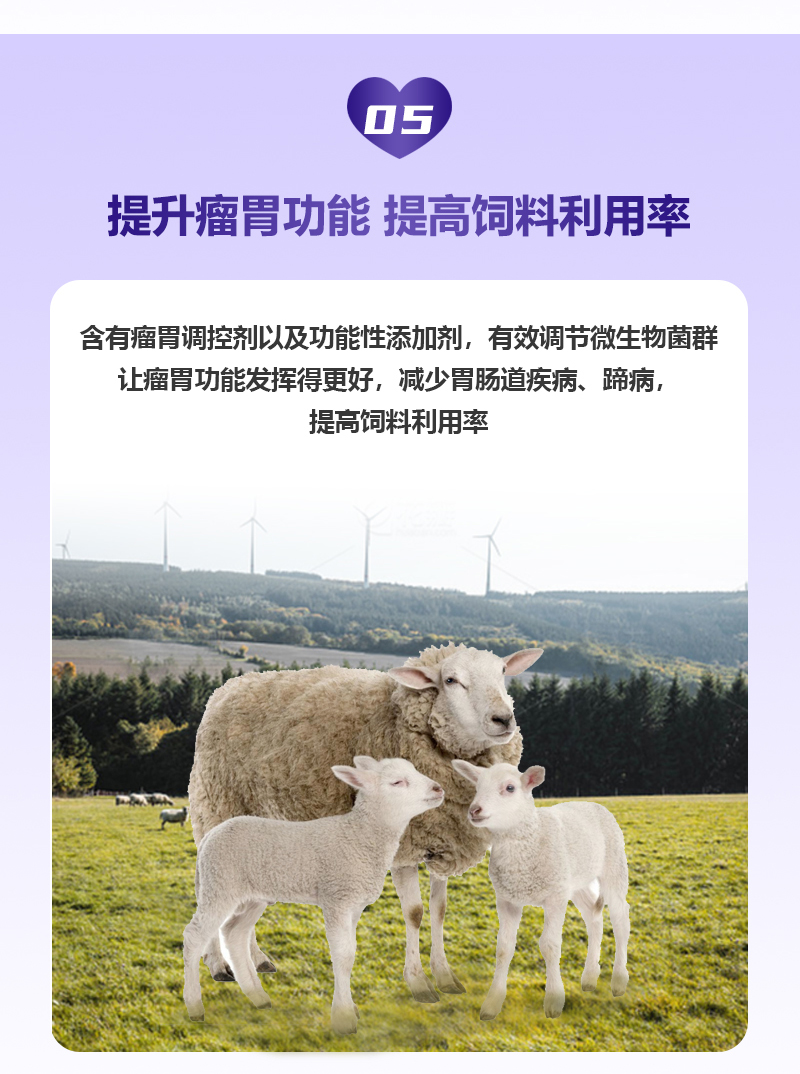 5%繁殖母羊750详情页_07.jpg