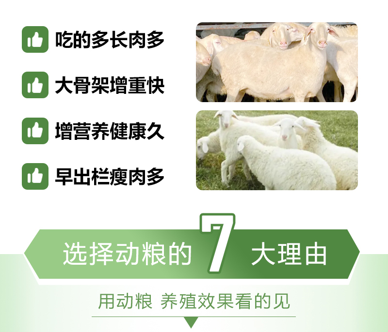 5%育肥羊详情_02.jpg